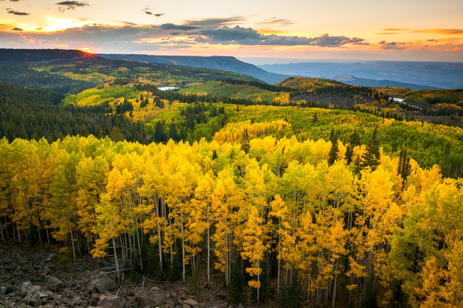 Photograph Fall Colors on Grand Mesa, Skyway Point