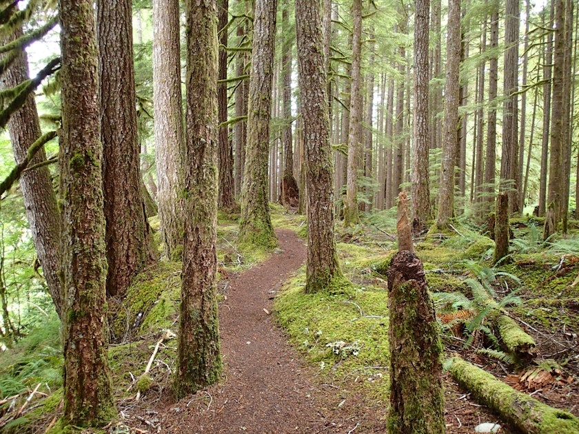 Hike The Old Growth Forest Trail Olympic Np Old Growth Forest